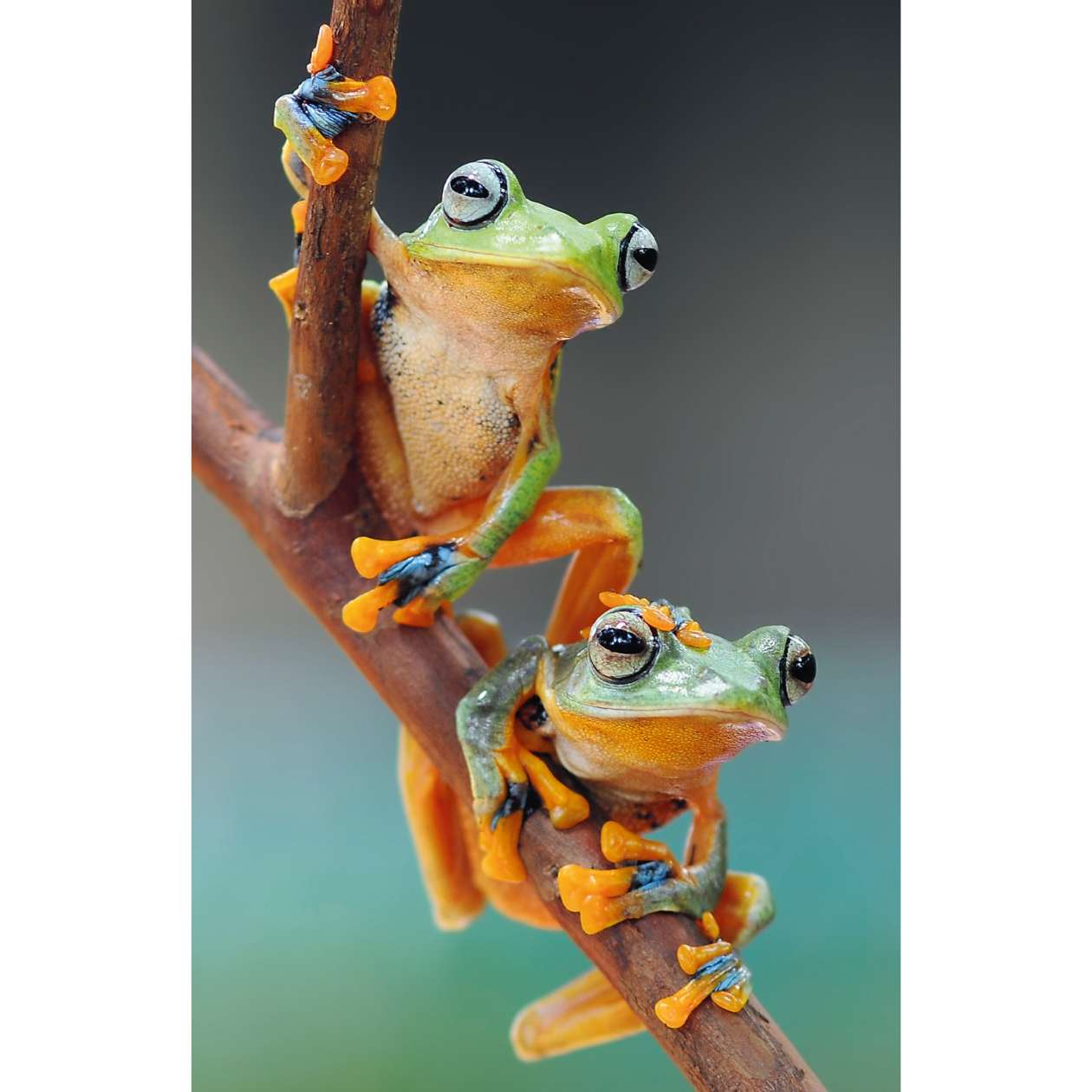 Mini Puzzle Exotische Tiere, sortiert