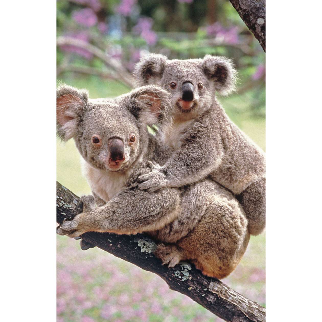 Mini Puzzle Exotische Tiere, sortiert