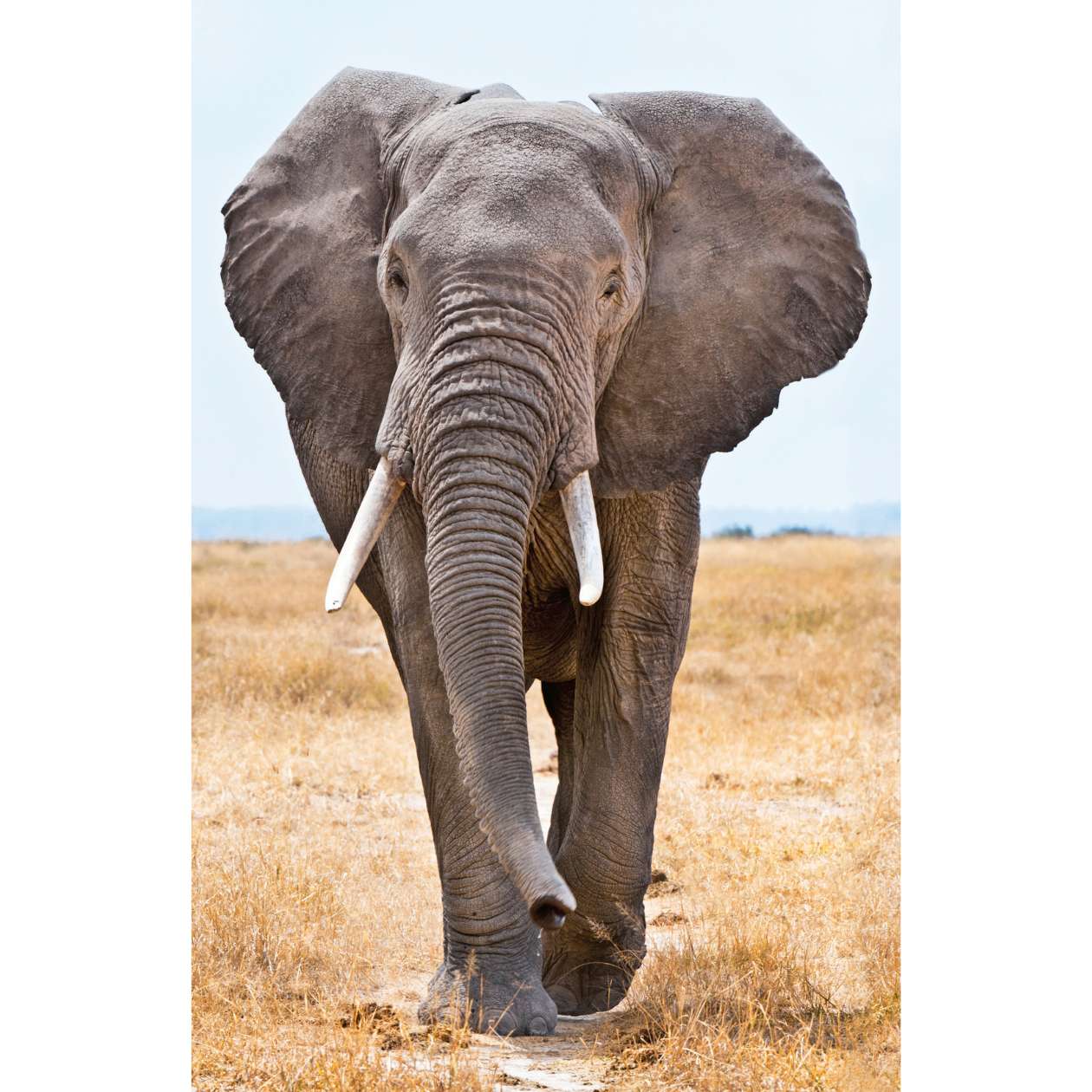 Mini Puzzle Exotische Tiere, sortiert