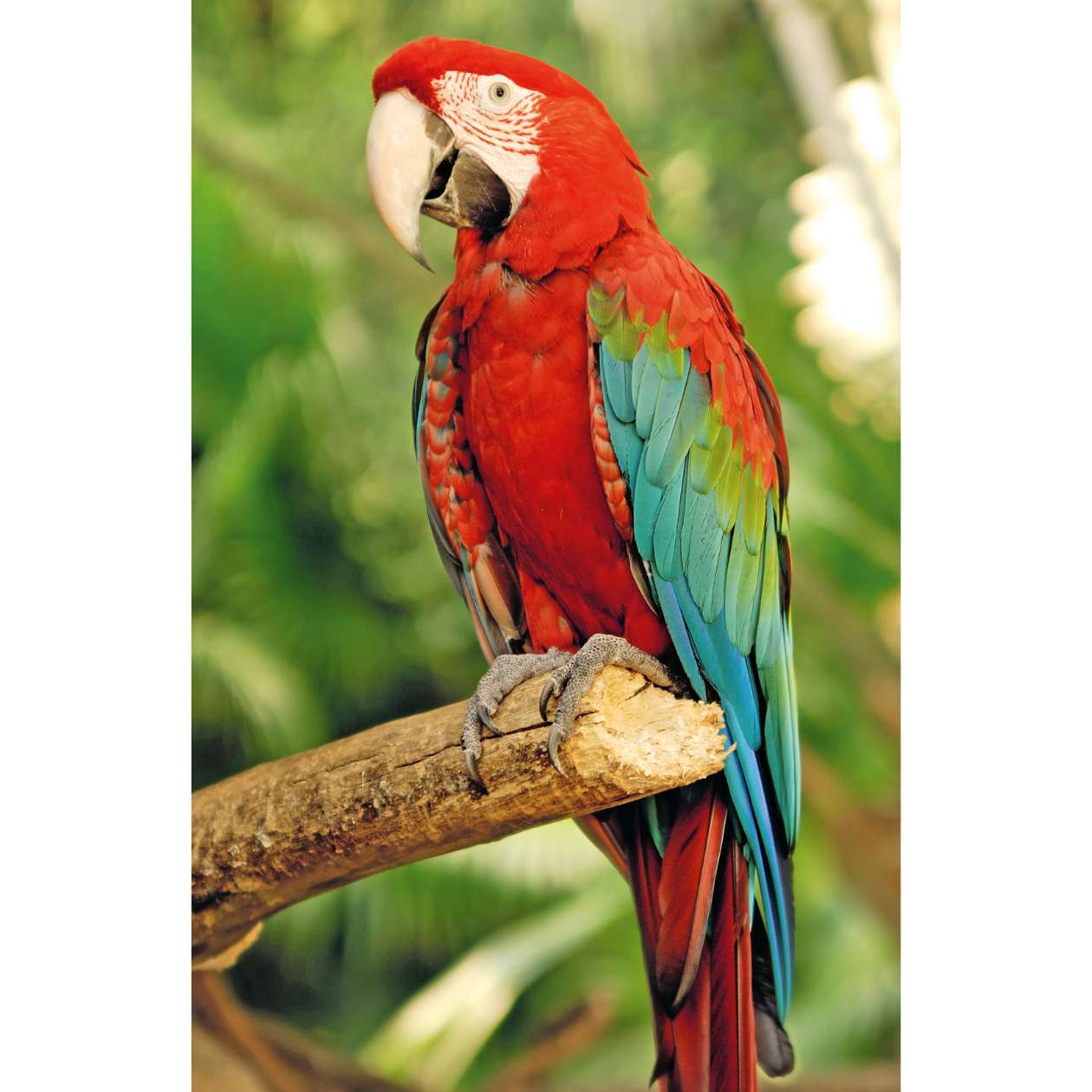 Mini Puzzle Exotische Tiere, sortiert