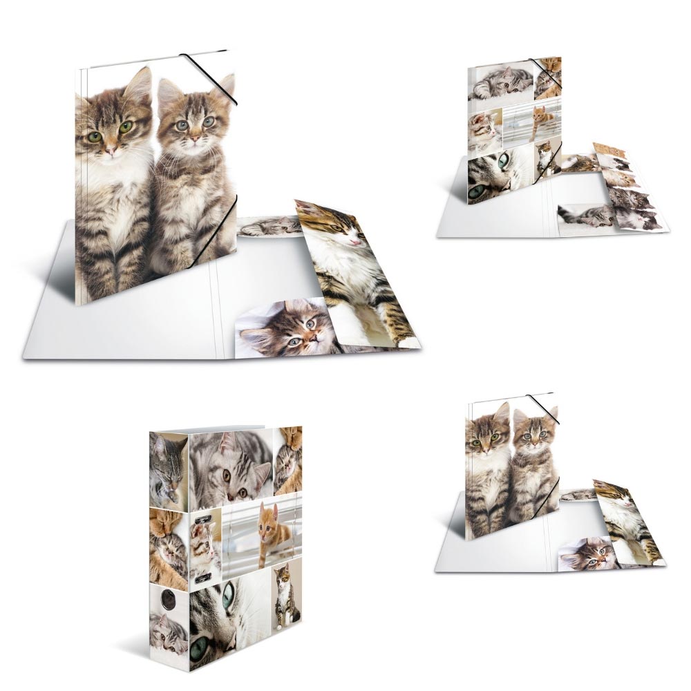 Ordner Tiere: Katzen